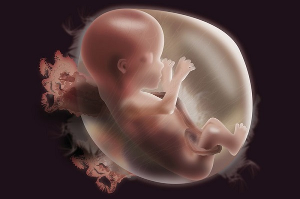 Phá thai là chấm dứt sự phát triển của thai nhi