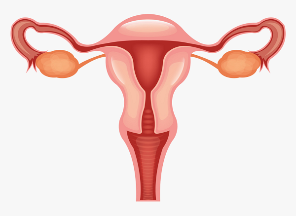 Khám sản phụ khoa là kiểm tra tình trạng cơ quan sinh dục và chức năng sinh sản